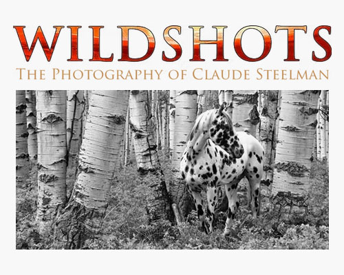 Wildshot Photography